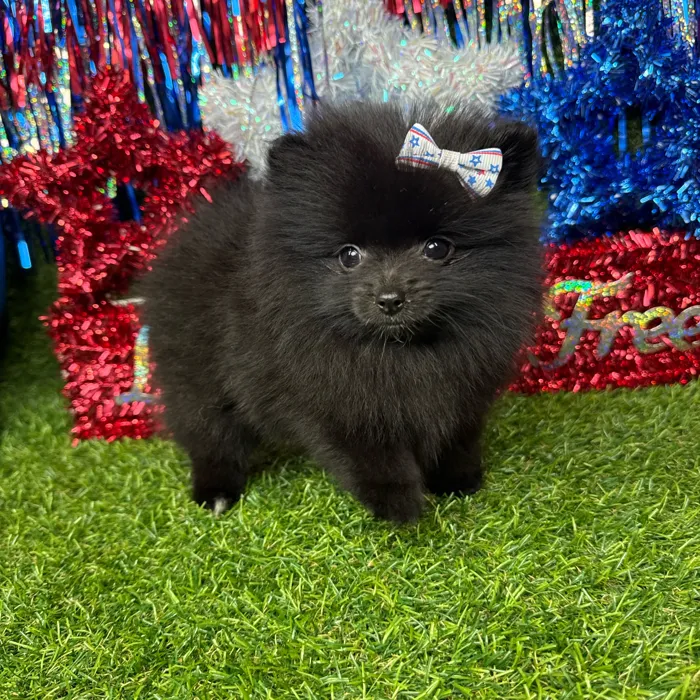 Female Pomeranian puppy named Dumpling for sale at Puppy Dreams - Arlington.