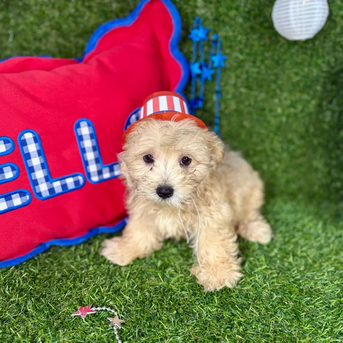 Male Morkie puppy named Milo for sale at Puppy Dreams - Arlington.