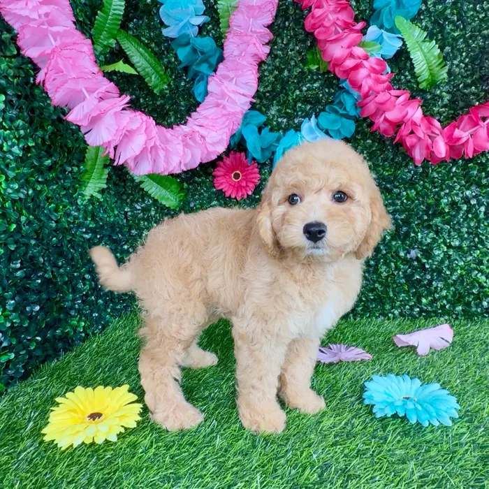 Male Mini Goldendoodle puppy named Denzel for sale at Puppy Dreams - Denton.