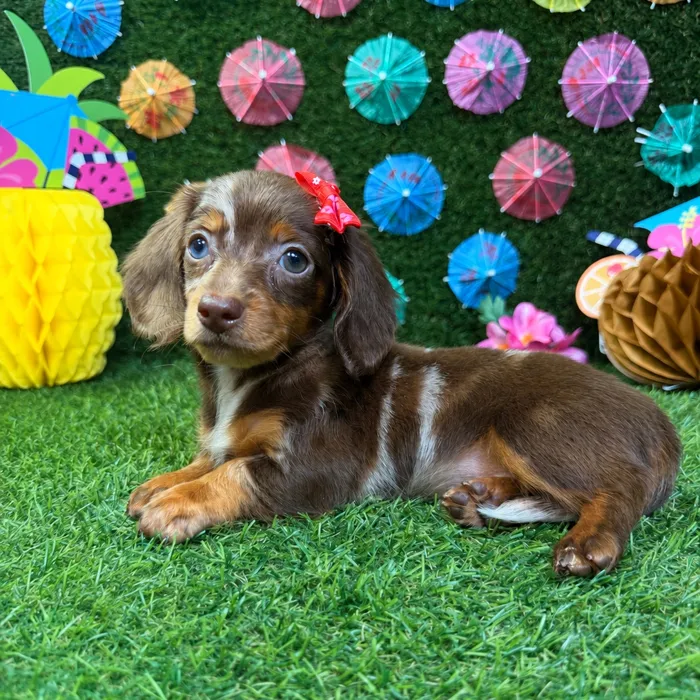 Female Dachshund puppy named Nala for sale at Puppy Dreams - Carrollton.