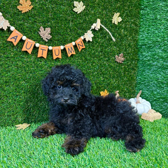 image_cropper_90918CF2-0197-4ACE-8DD8-F7B065A7F901-18824-000006E2588B185C.jpg