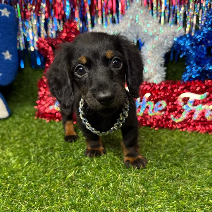 Male Dachshund puppy named Sunny for sale at Puppy Dreams - Arlington.