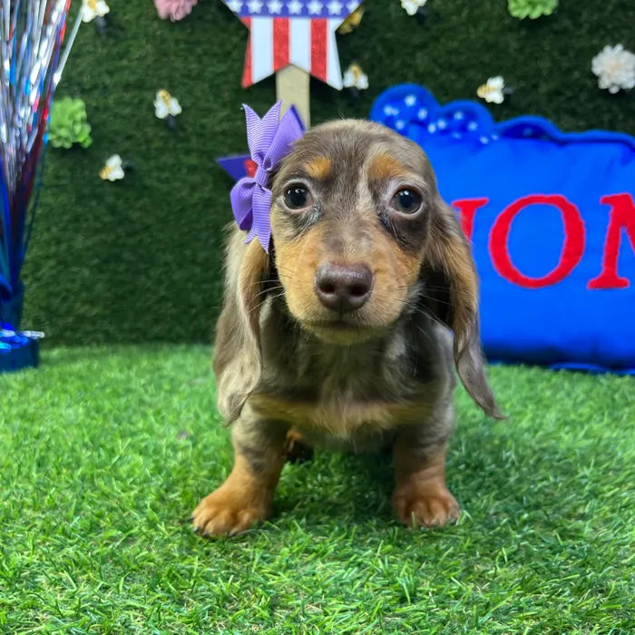 Female Dachshund puppy named Iris for sale at Puppy Dreams - Carrollton.