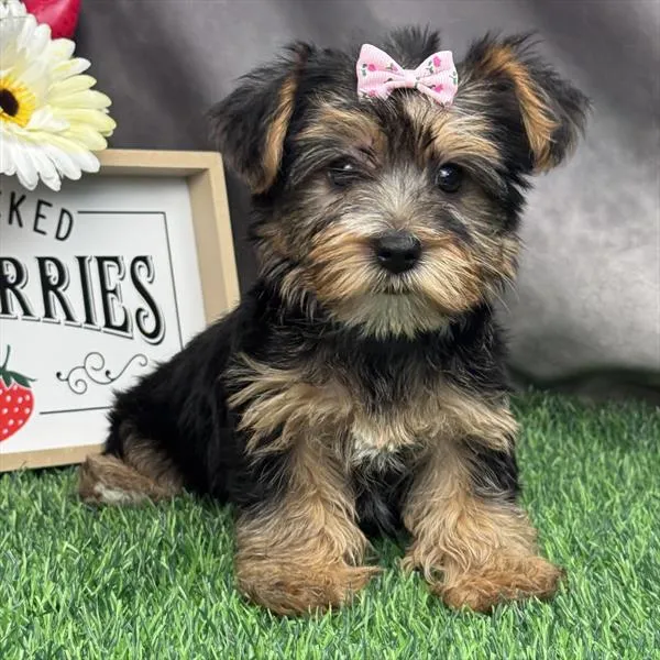 Female Yorkie puppy for sale at Puppy Dreams - Arlington.