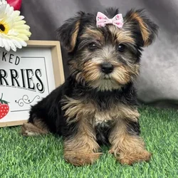 Female Yorkie puppy for sale at Puppy Dreams - Arlington.