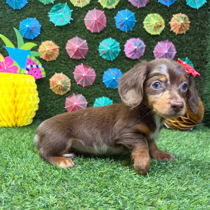 Female Dachshund puppy named Nala for sale at Puppy Dreams - Carrollton.