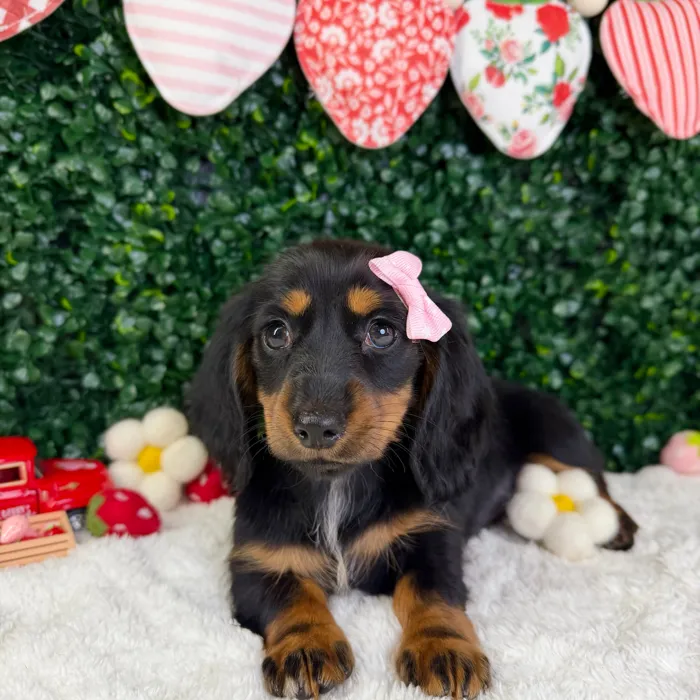 Female Dachshund puppy named Skye for sale at Puppy Dreams - Garland.