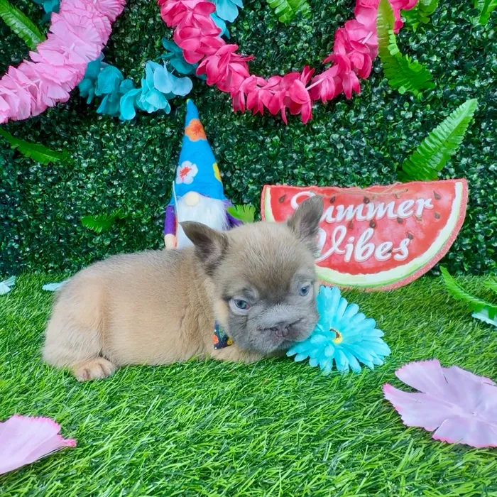 Male Fluffy French Bulldog puppy named Woolly for sale at Puppy Dreams - Denton.
