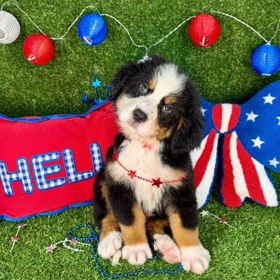 Male Bernese Mountain Dog puppy named Chime for sale at Puppy Dreams - Arlington.