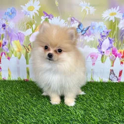 car_main_img_/media/ap_media/pets/YUUCECTPNVPO135456.webp.250x250_q85.webp