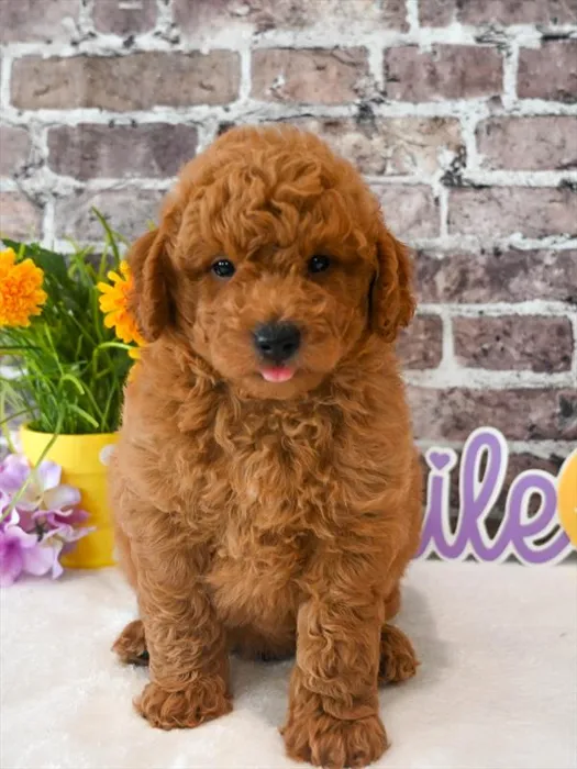 Male Mini Goldendoodle puppy named Curly Fry for sale at Puppy Dreams - Denton.
