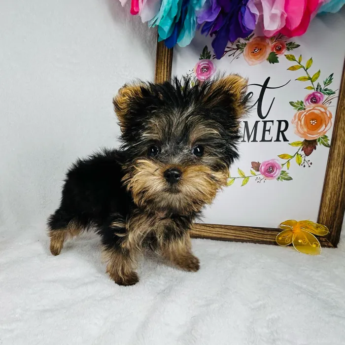 Male Yorkie puppy named *Zeus* for sale at Puppy Dreams - Mansfield.