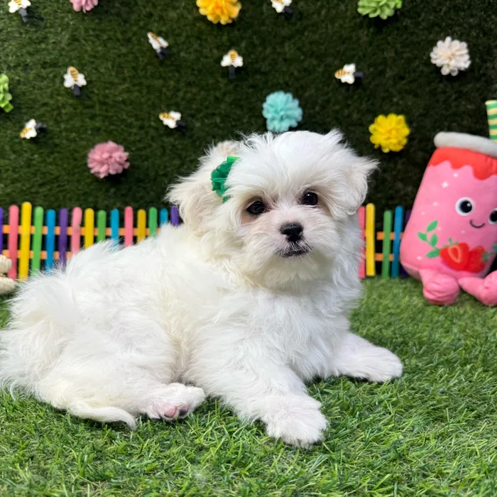Female Pekingese - Mini Poodle puppy named Rosie for sale at Puppy Dreams - Carrollton.