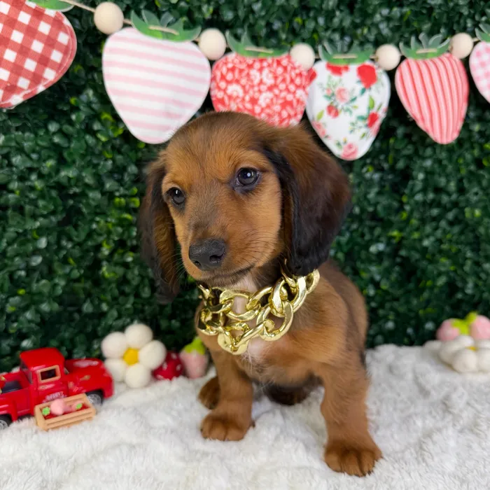 Male Dachshund puppy named Charlie for sale at Puppy Dreams - Garland.