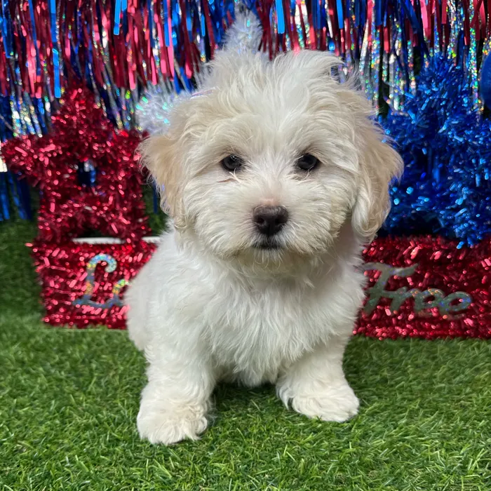 Female Shipoo puppy named Smooches for sale at Puppy Dreams - Arlington.