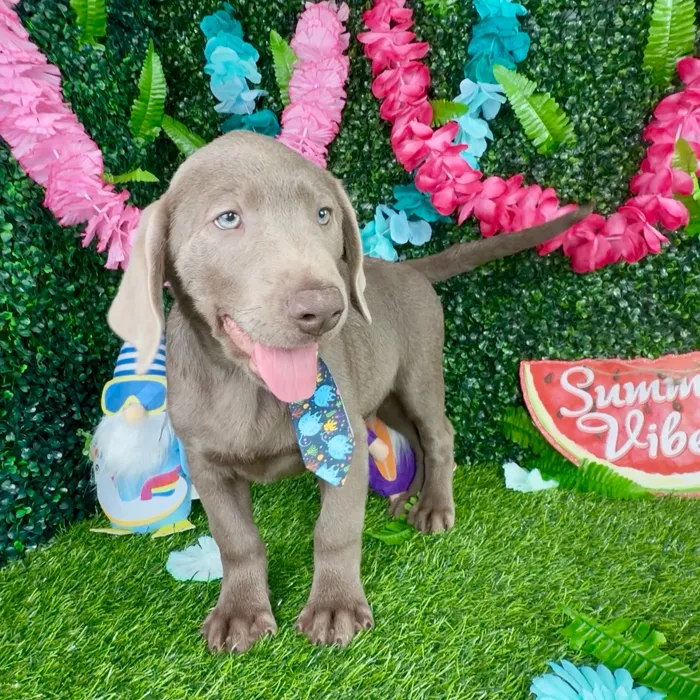Male Labrador Retriever puppy named Trex for sale at Puppy Dreams - Denton.