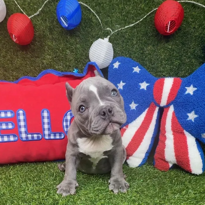 Female American Bully puppy named Elsa for sale at Puppy Dreams - Arlington.