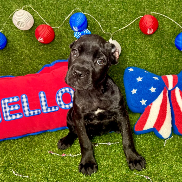 Female Cane Corso puppy named Penny for sale at Puppy Dreams - Arlington.