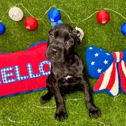 Female Cane Corso puppy named Penny for sale at Puppy Dreams - Arlington.