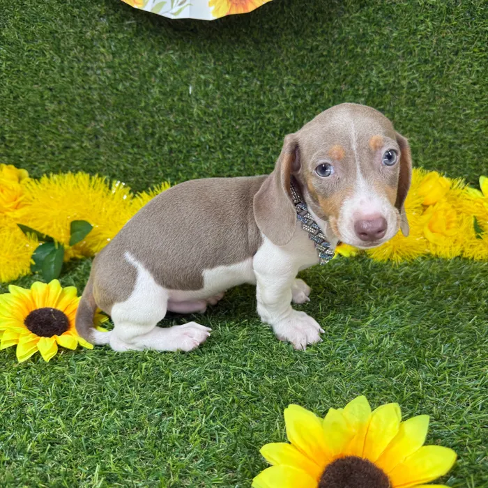 Male Dachshund puppy named Henry for sale at Puppy Dreams - Arlington.