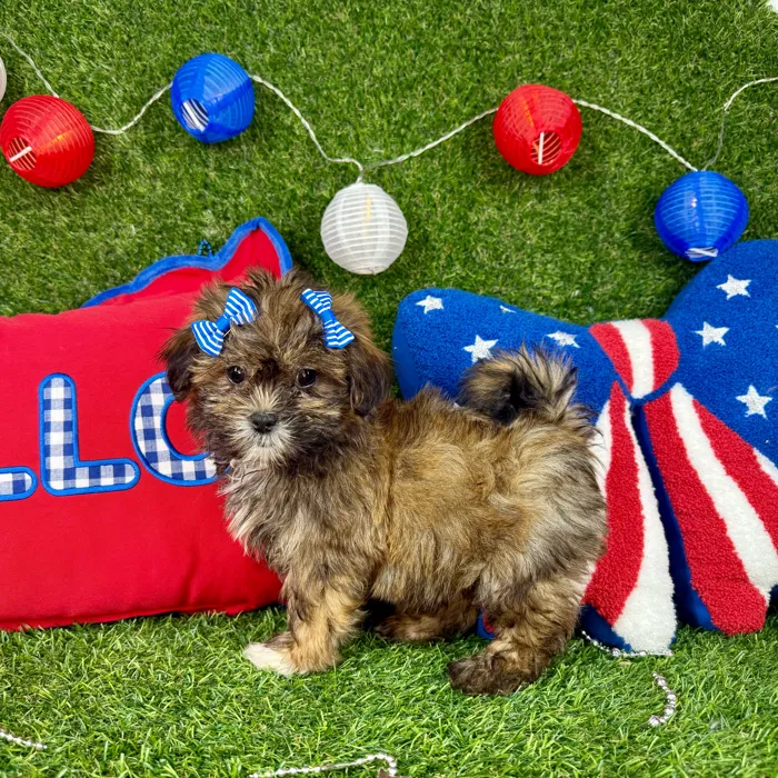 Female Malshi puppy named Bella for sale at Puppy Dreams - Arlington.