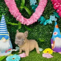 Male Fluffy French Bulldog puppy named Woolly for sale at Puppy Dreams - Denton.