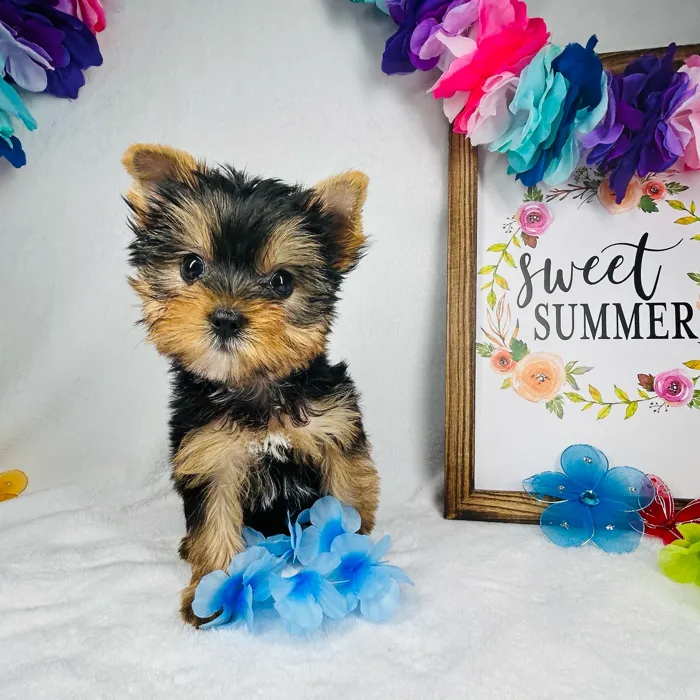 Male Yorkie puppy named *Hades* for sale at Puppy Dreams - Mansfield.