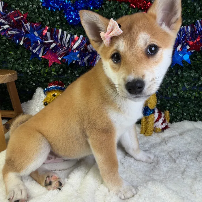 Female Shiba Inu puppy named Sasha for sale at Puppy Dreams - Garland.