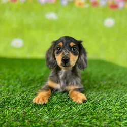 car_main_img_/media/ap_media/pets/ZDUVTUHXFAVN138841.webp.250x250_q85.webp