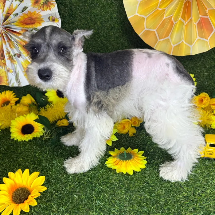 Male Mini Schnauzer puppy named Snickers for sale at Puppy Dreams - Arlington.