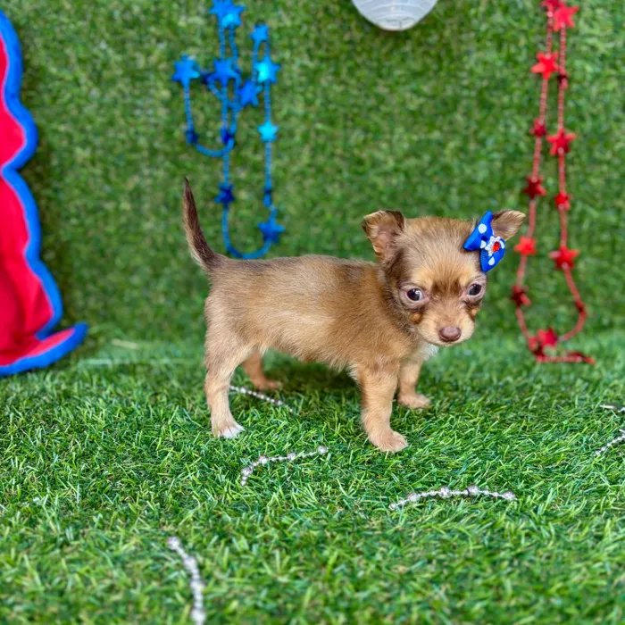 Female Chihuahua puppy named Billie for sale at Puppy Dreams - Arlington.