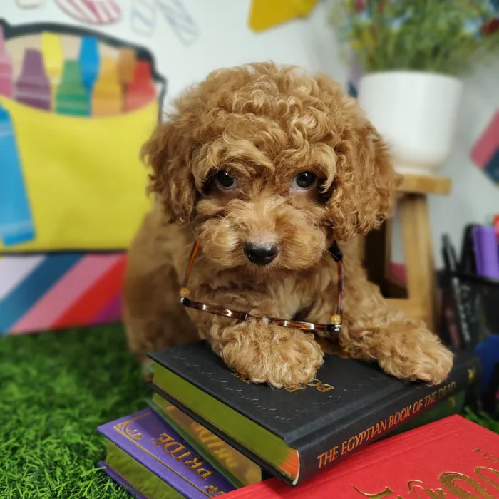 Male Mini Poodle puppy named *Professor Cromwell* for sale at Puppy Dreams - Mansfield.
