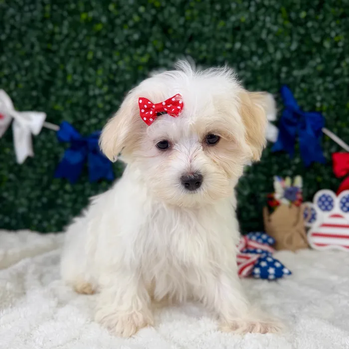 Female Maltese puppy named Blossom for sale at Puppy Dreams - Garland.