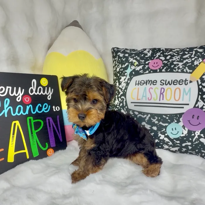 Male Yorkie puppy named Bubs for sale at Puppy Dreams - Denton.