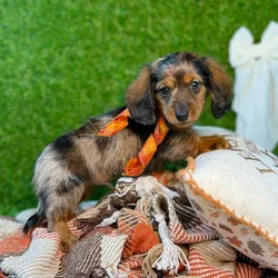 car_main_img_/media/ap_media/pets/ZFCEGMJXIALU138737.webp.250x250_q85.webp