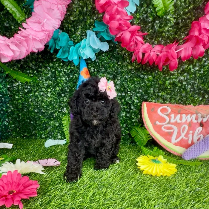 Female Poodle Toy puppy named Starfish for sale at Puppy Dreams - Denton.