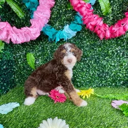 Male Bernedoodle Mini puppy named Rocky Road for sale at Puppy Dreams - Denton.