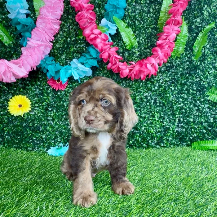 Male Cocker Spaniel puppy named Chicken Biscuit for sale at Puppy Dreams - Denton.