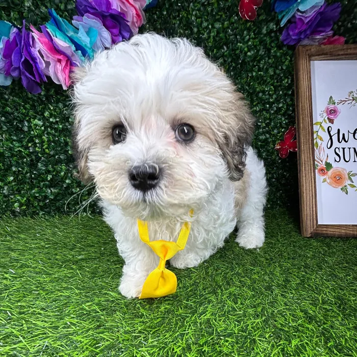 Male Teddy Bear puppy named *Frisco* for sale at Puppy Dreams - Mansfield.