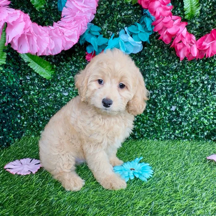 Male Cockapoo puppy named Jason Mamoa for sale at Puppy Dreams - Denton.