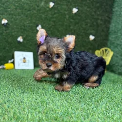 car_main_img_/media/ap_media/pets/ZJTYZCPZDRPK120600.webp.250x250_q85.webp