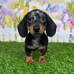 car_main_img_/media/ap_media/pets/ZKFLQBSGMLLA135487.webp.250x250_q85.webp