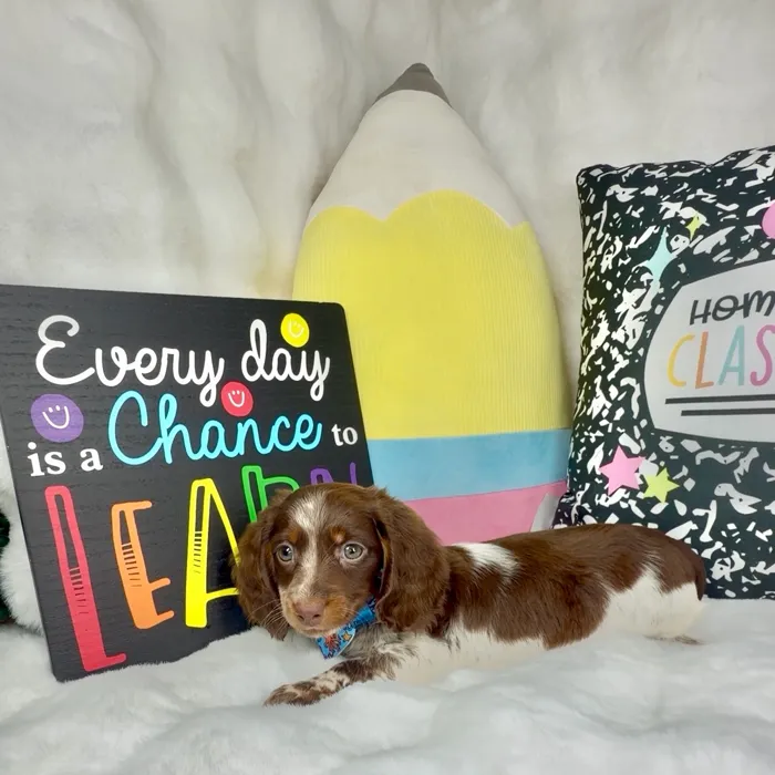 Male Dachshund puppy named Twisler for sale at Puppy Dreams - Denton.