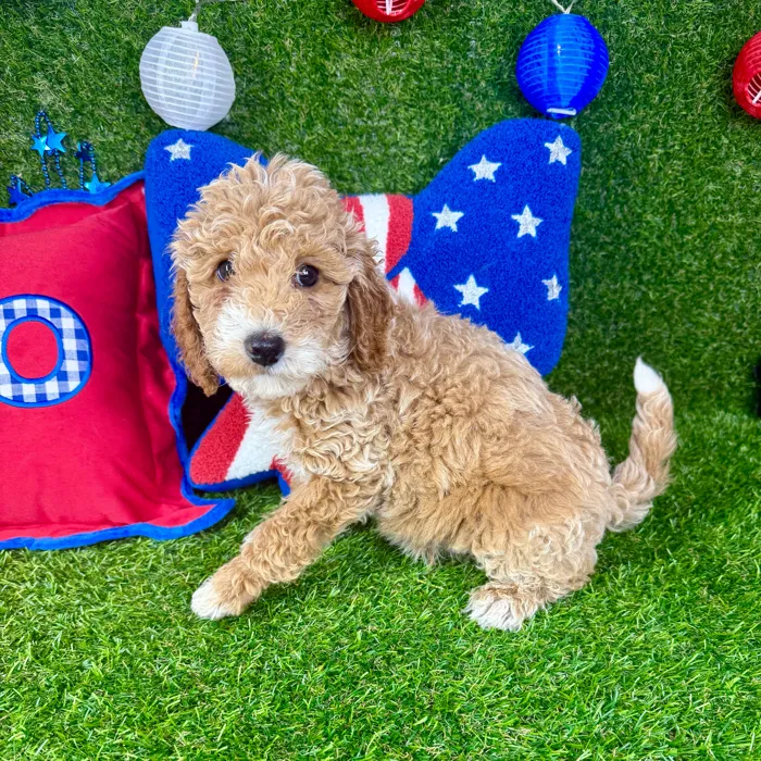 Male Mini Goldendoodle puppy named Rio for sale at Puppy Dreams - Arlington.