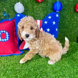 Male Mini Goldendoodle puppy named Rio for sale at Puppy Dreams - Arlington.