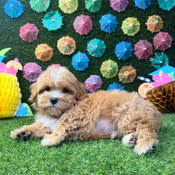 Male Maltipoo puppy named Benji for sale at Puppy Dreams - Carrollton.