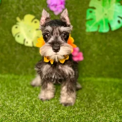 car_main_img_/media/ap_media/pets/ZMRZIRRYXMRJ133099.webp.250x250_q85.webp