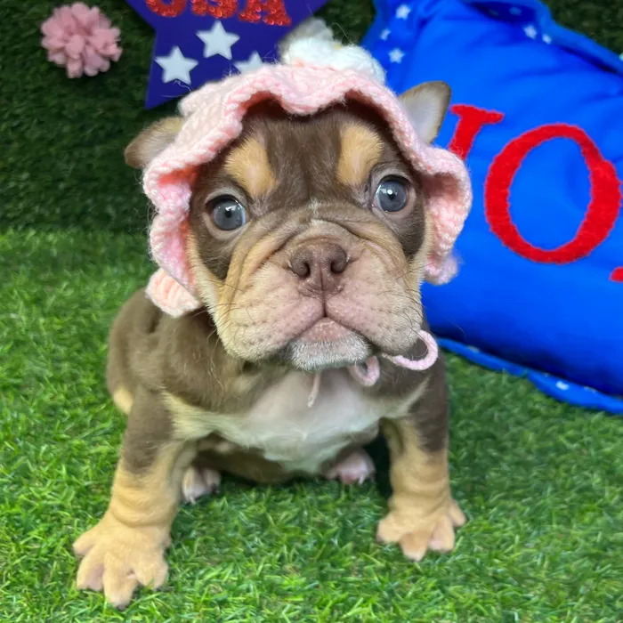 Female English Bulldog puppy named Muffin for sale at Puppy Dreams - Carrollton.