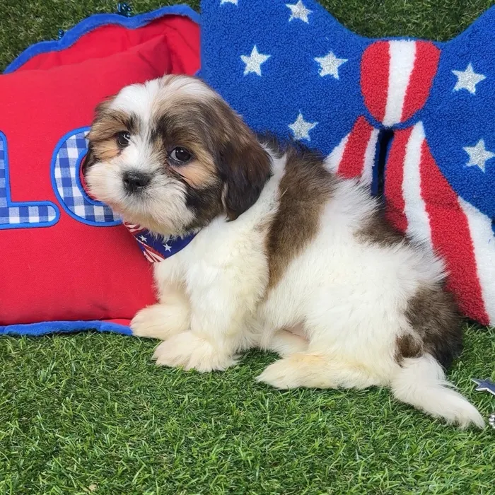 Male Shorkie puppy named Smooches for sale at Puppy Dreams - Arlington.
