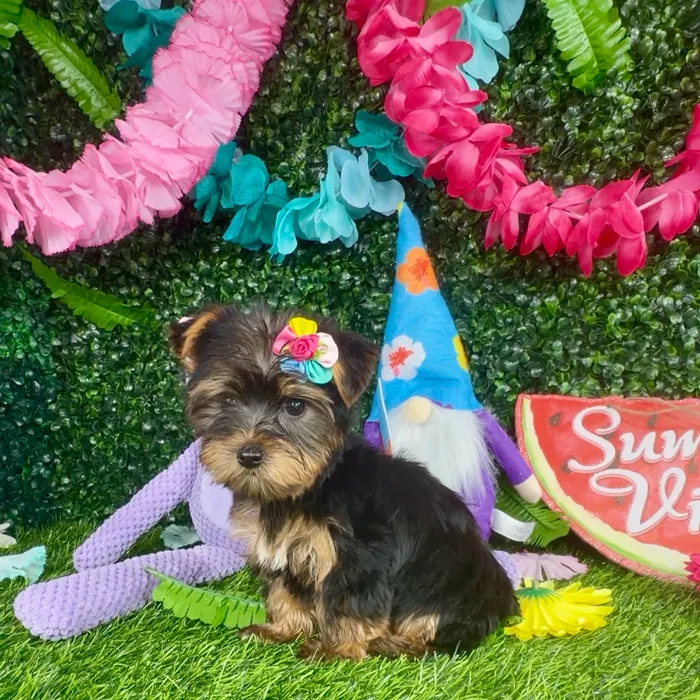Female Yorkie puppy named Panda for sale at Puppy Dreams - Denton.